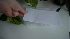 Каладиум из семян: мой второй летний эксперимент