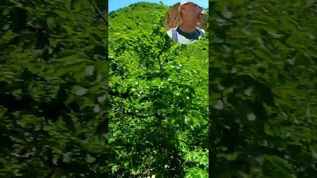 гора Бештау. ч. 2 "Орлиные скалы" смотреть онлайн