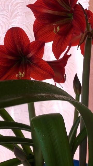 Спорим, вы не знали,что гиппеаструм исполняет желания? смотреть онлайн