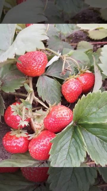 Автополив для богатого урожая и пышных цветов #газон # смотреть онлайн