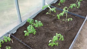 Посадка томатов по технологии АС 35 Купила Заброшенную Дачу