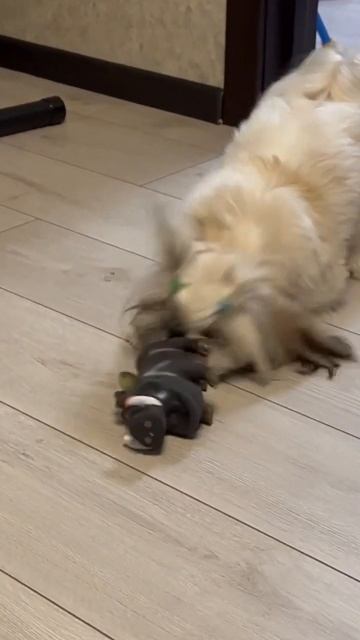 ДР🥳 #funny #puppy #щенок #юрта #2023 #милота #рек #шитцу #животн? смотреть онлайн