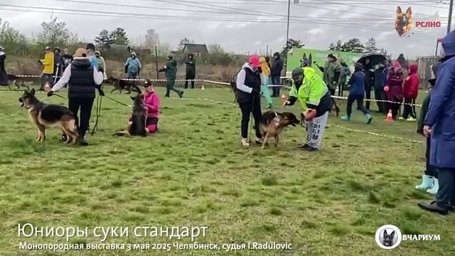 ЮНИОРЫ СУКИ / КЧК ЧЕЛЯБИНСК 3 мая`25 I.Radulovic Моно немецких овчарок