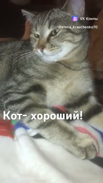 #пушистоесчастье #cat #кот #любимки #котик #семен # 🪬 # смотреть онлайн