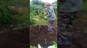 посадка груши чижовская | ЦЕЛЬ 100 ПОДПИСЧИКОВ |