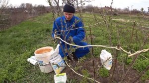 Чем и когда подкормить смородину весной, лучшие удобр?