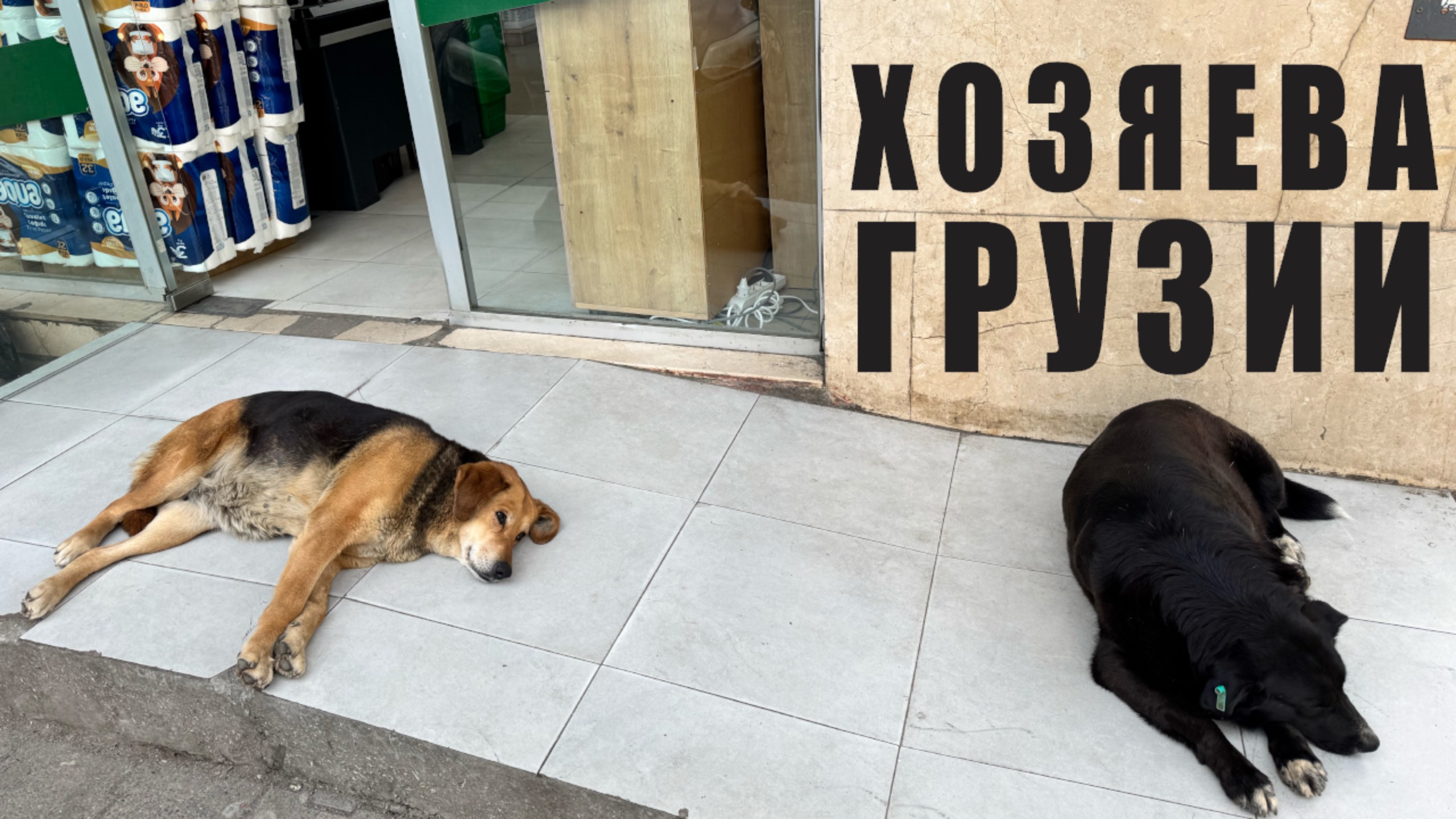 Собаки - хозяева Грузии смотреть онлайн