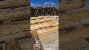 Строительство домов из круглого бревна. Ручная рубка.