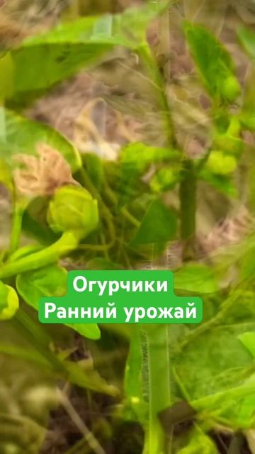 #огурцы в апреле, ранний урожай в теплице #тульскийфер? смотреть онлайн