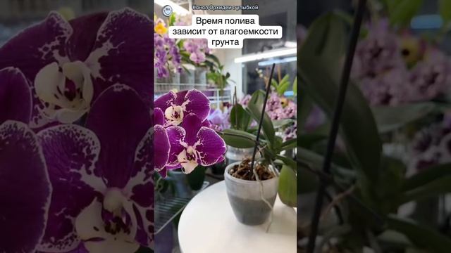 Полив и подкормка орхидей. #orchidcare #orchid #поливорхидей #о? смотреть онлайн