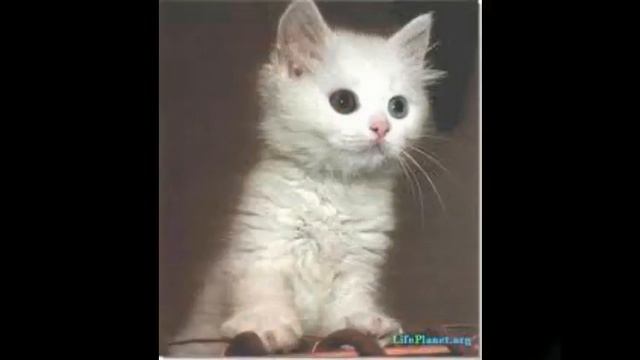 Кошечки) смотреть онлайн