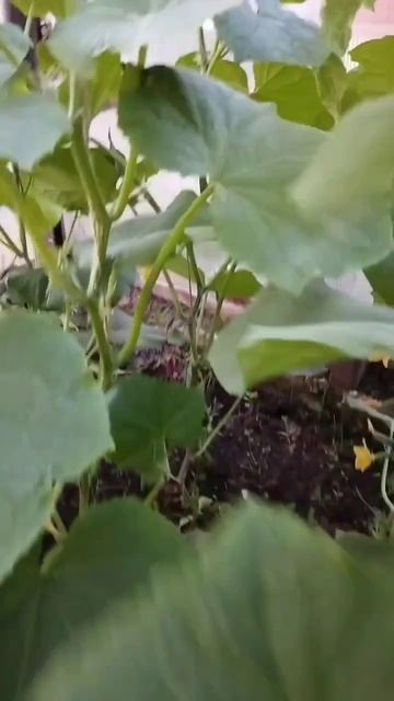 Через недельку огурцы ☺️🥒дай Бог будем кушать с гря? смотреть онлайн