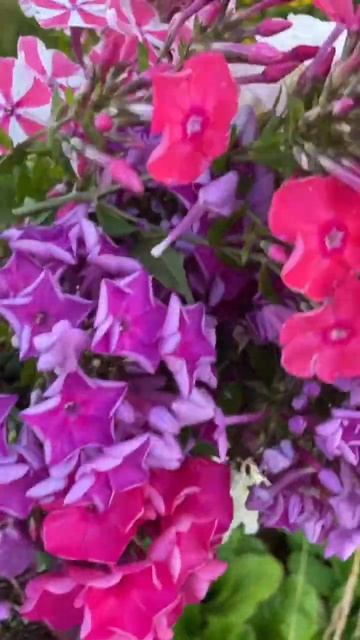 Флоксы цветут #флоксы #лелейники #цветы #букет #сад #сад