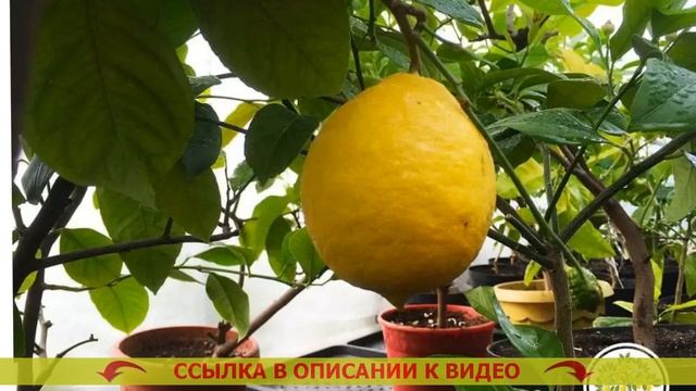 Формирование комнатного лимона ⭐ Купить лимон комнат смотреть онлайн