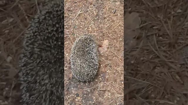 Прикольный ежик смотреть онлайн