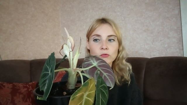 алоказия Блэк вельвет все про уход и полив смотреть онлайн