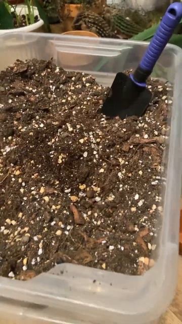 Пересадка Алоказии, Кротона и Нолины. #цветыдлядома #pla