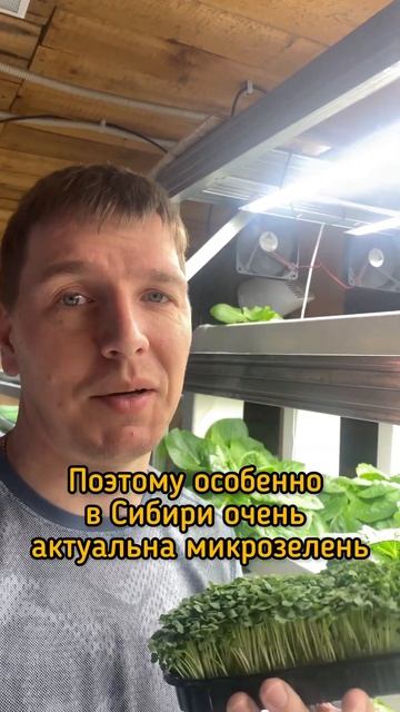 Самый полезный продукт в Сибири #микрозелень #огородк? смотреть онлайн
