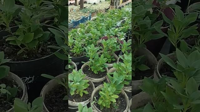 АЛЬСТРОМЕРИЯ через 2 недели после поставки! смотреть онлайн