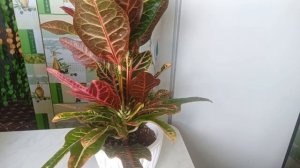 Кротон уход в домашних условиях, результат Прищепке