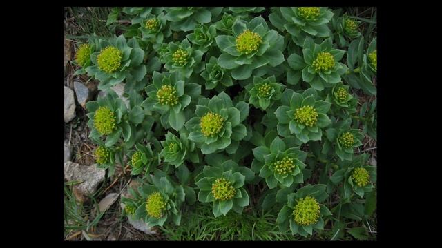 Огородные уроки