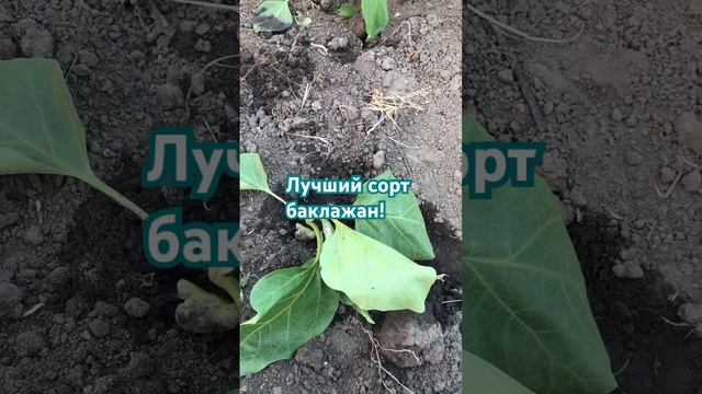 #рассада #баклажаны #открытыйгрунт #огород #грядки #ого смотреть онлайн