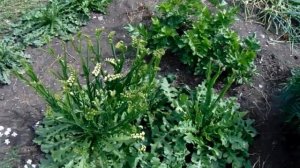 Рассадный способ выращивания статицы на Урале  Уход и