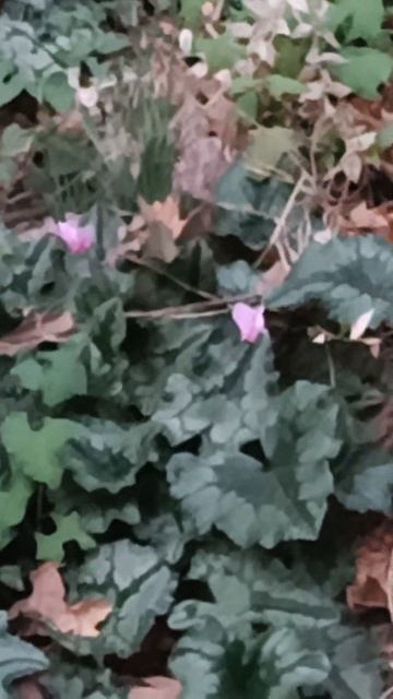 Черногория Савина Подснежники на Новый Год VID20250101163310 смотреть онлайн