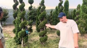 Миллионы в городе ! Топиарная стрижка ! Туя спираль ! На