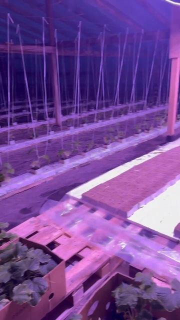 Посев семян в кубик. #26соток #garden #farming#врубай#гидропори смотреть онлайн