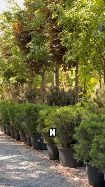 Садовый центр в Ростове ждёт вас #ростовнадону #озелен смотреть онлайн