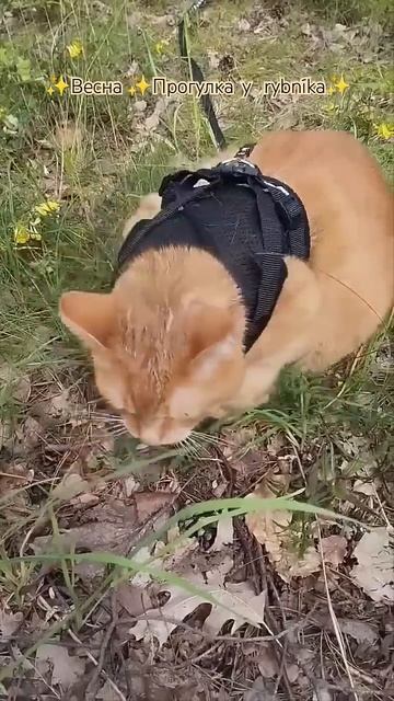 ✨🕊️ Кот Сёмка ❣️ наш чешский кот смотреть онлайн