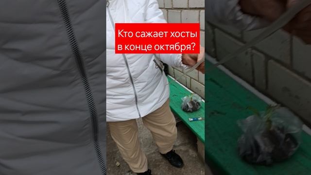 Хоста Пепл Сенсейшн с красивым рифленым листом#хосты смотреть онлайн