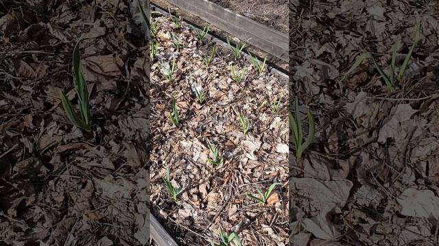 ЛЕНИВАЯ ГРЯДКА С ЧЕСНОКОМ. смотреть онлайн