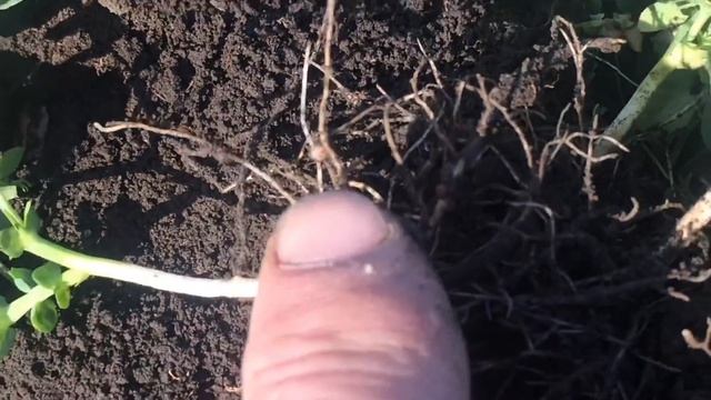 Осмотр озимой пшеницы и гороха смотреть онлайн