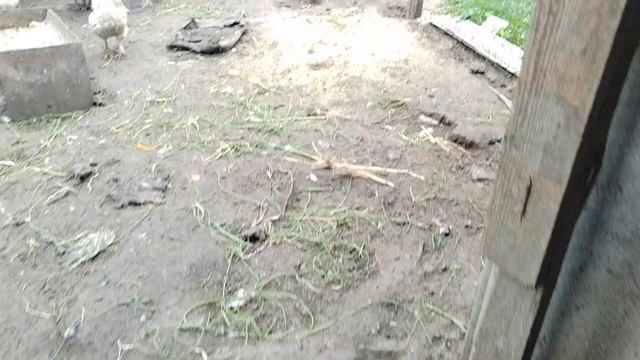 содержание кур в домашних условиях смотреть онлайн