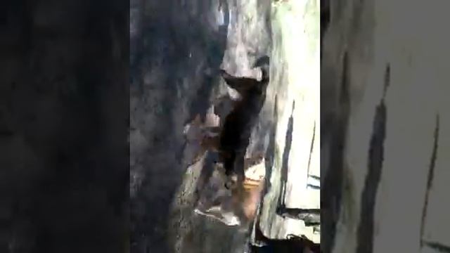 Собаки на прогулке Гера,Дрейк,Дуся,Альфа,Семён,Лиза смотреть онлайн