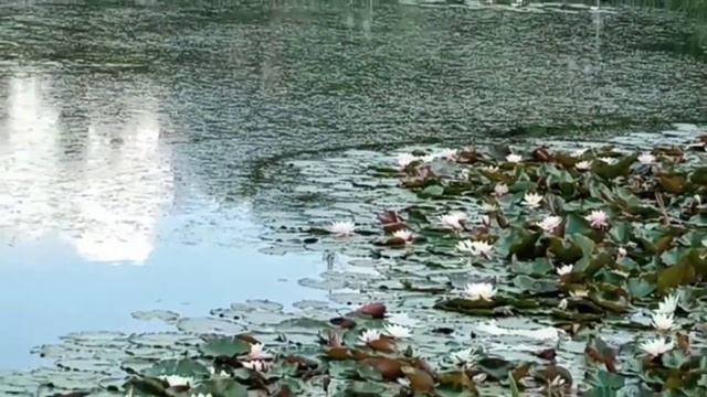 пришли на озеро. Новая площадка. смотреть онлайн