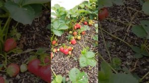 🍓Джуси - НОВЫЙ ранний сорт клубники.✔КУПИТЬ в питомн?