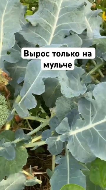 #брокколи вырос только на мульче#огород #дача #семенат? смотреть онлайн