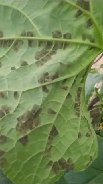 теплицы Абубакр ,обработайте редомил голд 45 гр квадри?