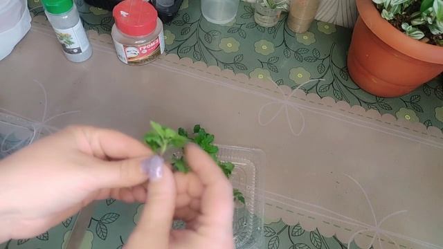 Хризантема мультифлора. Черенкование хризантемы. смотреть онлайн