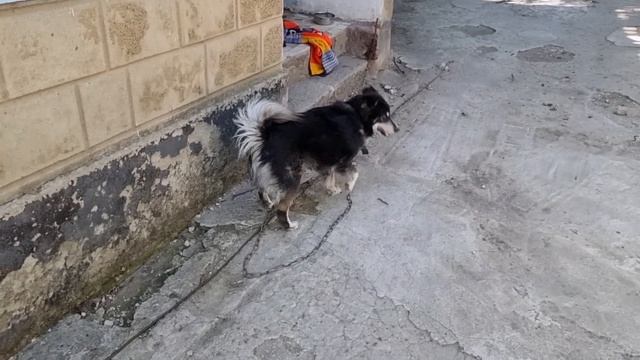 Семейный ужин у костра! Колбаски и скумбрия на мангале смотреть онлайн