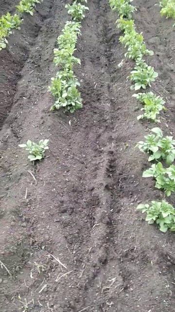 первое окучивание картофеля смотреть онлайн