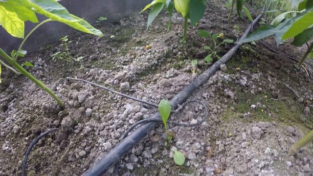 Вокруг огорода смотреть онлайн