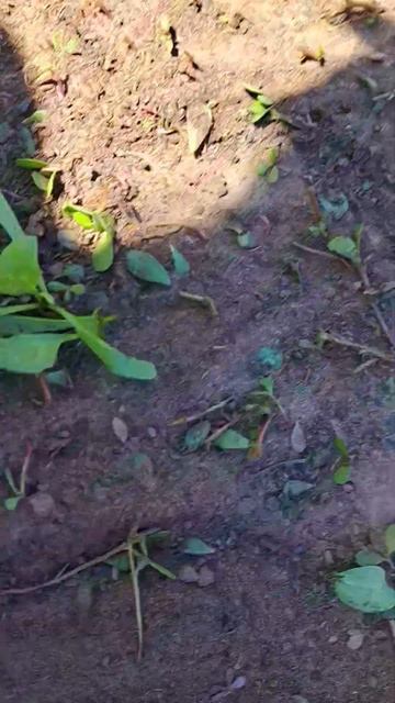 Посадила шпинат, а вырос портулак)))😁😁😁 I planted spinach, and смотреть онлайн