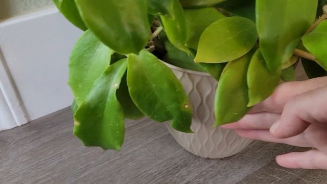 Цветение и уход Hoya Bicolor