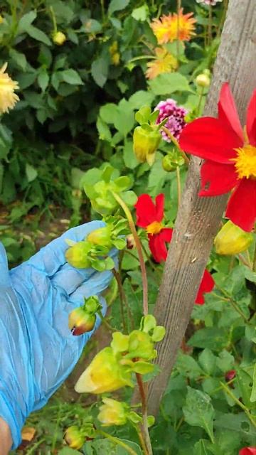 Мои двулетние ВЕСЕЛЫЕ РЕБЯТА. Цветок для хорошего нас? смотреть онлайн