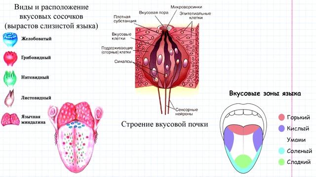 78 Вкусовой и обонятельный анализаторы