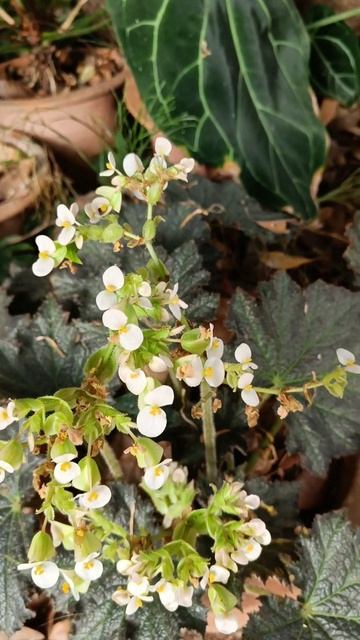 Castor leaf Begonia #begoniarex #gardeners world #gardeninspiration смотреть онлайн